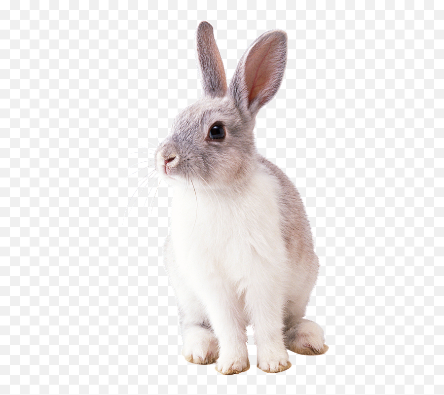 Rabbit Ears Png - Rabbit Transparent Png Emoji,Animal Eared Emoji