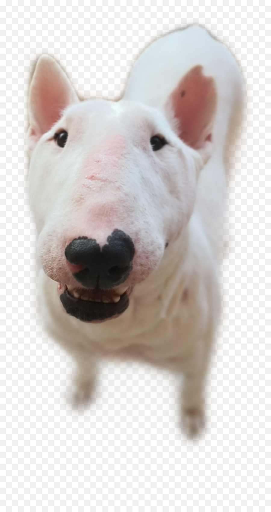 The Most Edited - Bull Terrier Emoji,Bull Terrier Emoticons