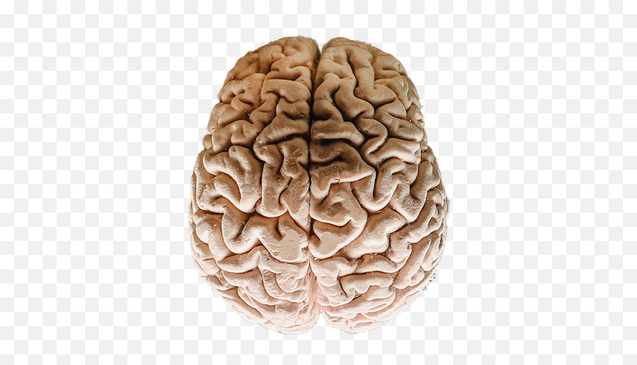 Cortex Function U0026 Layers What Is The Cortex - Video Emoji,Brain Limbic Emotions Prefrontal