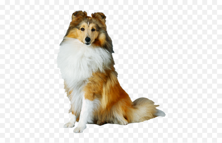 Collie Png Official Psds - Collie Png Emoji,Collie Emoji