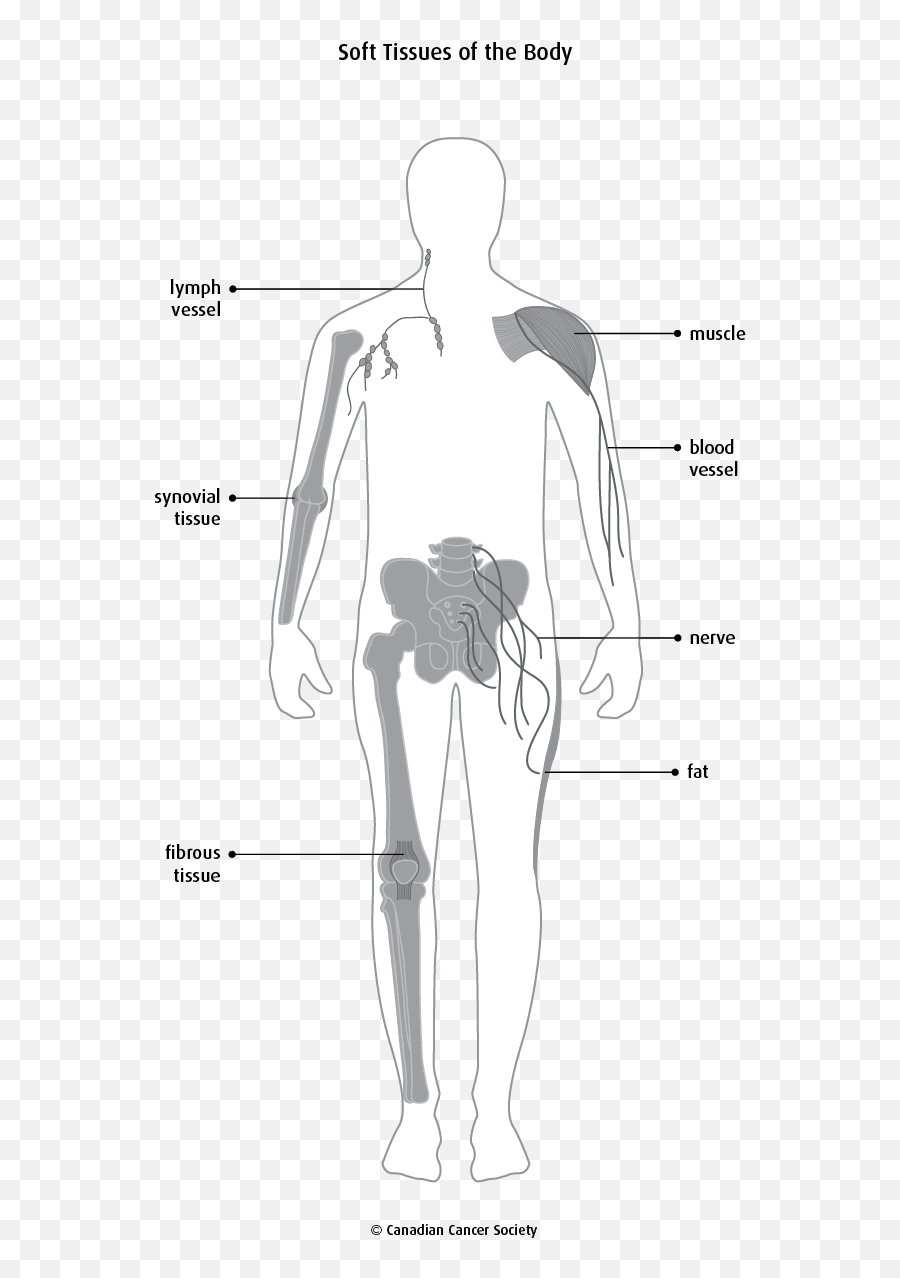 The Soft Tissues Of The Body - Soft Tissue In The Body Emoji,Emotions Stored In Glutes