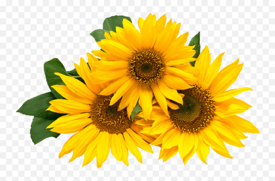 The Most Edited Flowerpower Picsart - Sunflower Thank You Emoji,Kierkegaard Emoticon