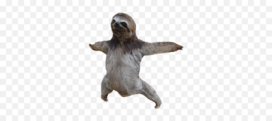 Adopt A Sloth Baby Sloths Clip Art - Sloth Png Download Sloth Transparent Png Emoji,Sloth Emoticon Facebook