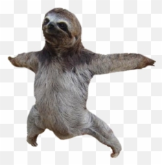 Adopt A Sloth Baby Sloths Clip Art - Sloth Png Download Sloth Transparent Png Emoji,Sloth Emoticon Facebook