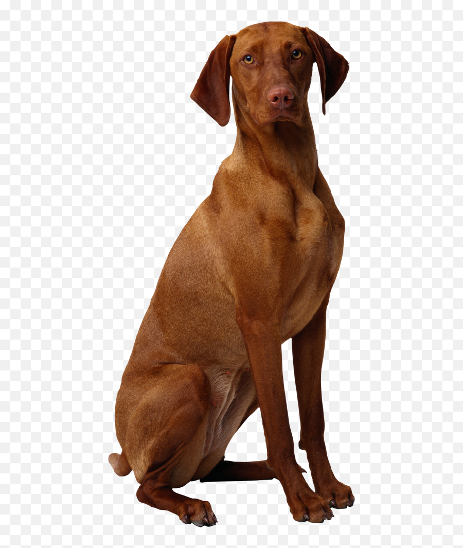 Real Sitting Brown Color Dog Png Images - Brown Dog Png Emoji,Vizsla Emoji