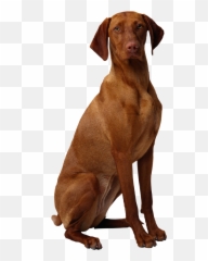 Real Sitting Brown Color Dog Png Images - Brown Dog Png Emoji,Vizsla Emoji