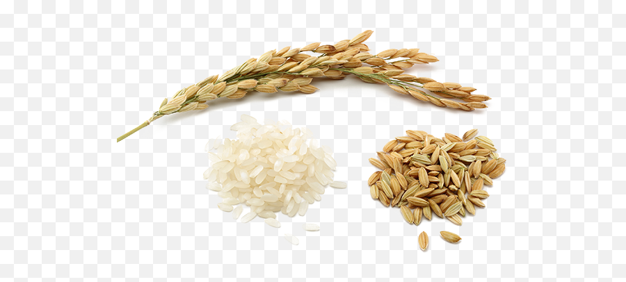 Rice Png Pic Png Mart Emoji,Grain Of Rice Emoji