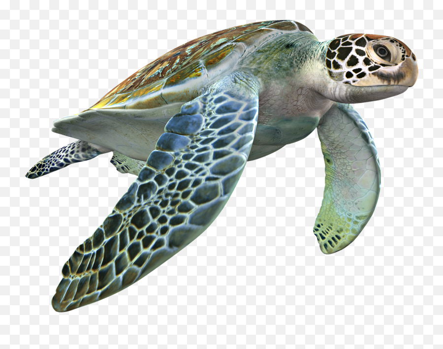 Trending - Loggerhead Sea Turtle 3d Files Emoji,Turtle Bird Emoji