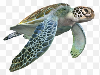 Trending - Loggerhead Sea Turtle 3d Files Emoji,Turtle Bird Emoji
