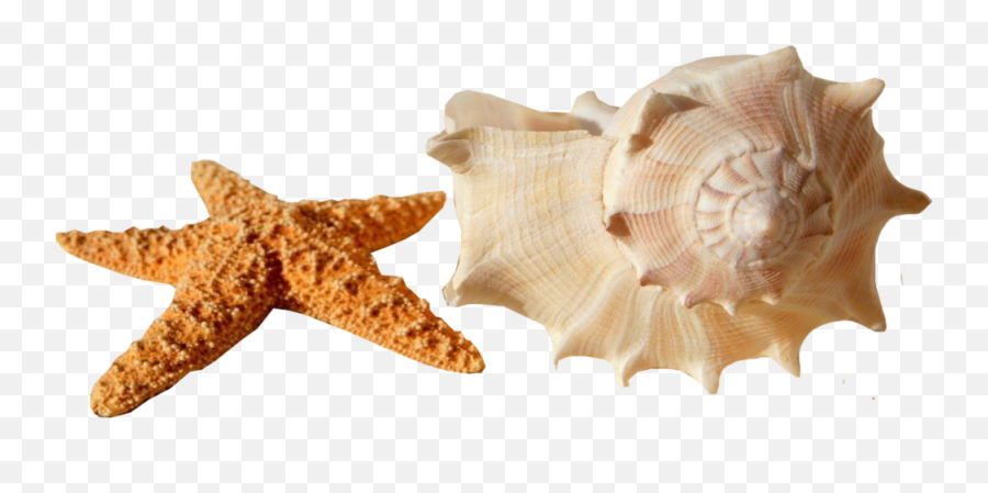 Starfish Shell Psd Official Psds - Estrella De Mar Plaua Emoji,Starfish Emoji