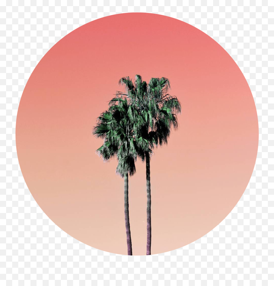 Orange Palm Trees Tree Sticker By U2022real Hot Boy Shitu2022 - Aesthetic Palm Tree Icon Emoji,Palm Tree Emoji