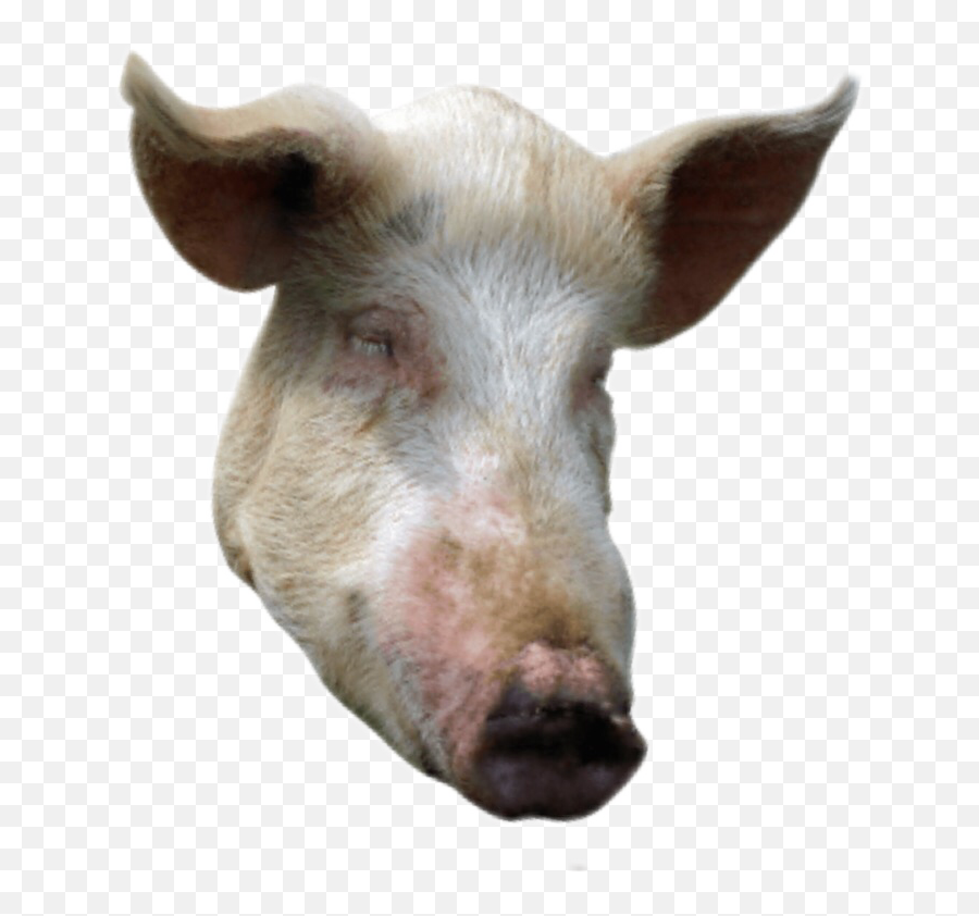 Largest Collection Of Free - Toedit Snout Stickers Domestic Pig Emoji,Pig Nose Emoji