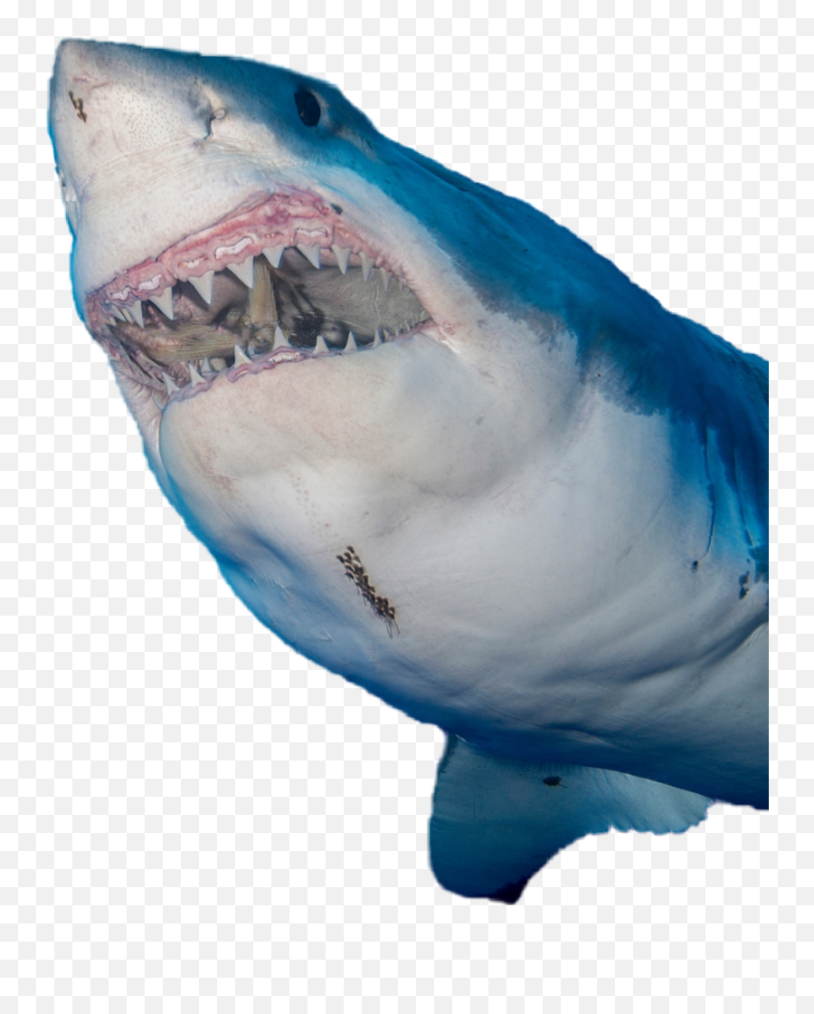 Sharksharks Sticker - Blue Great White Shark Emoji,Shark Emoji