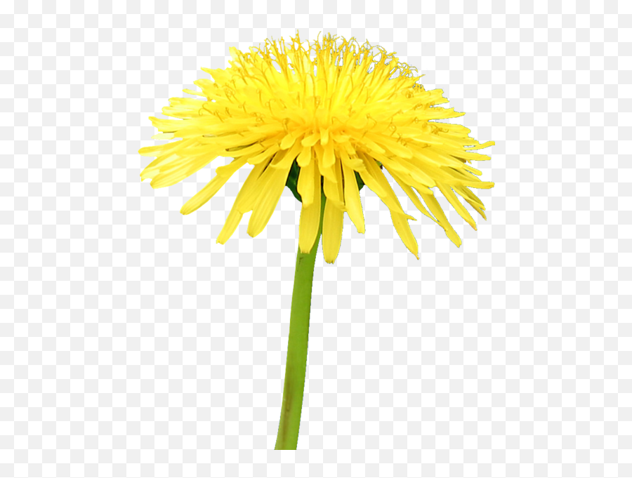 Yellow Flower Dandelion Psd Official Psds - Yellow Dandelion Png Emoji,Thistle Emoji