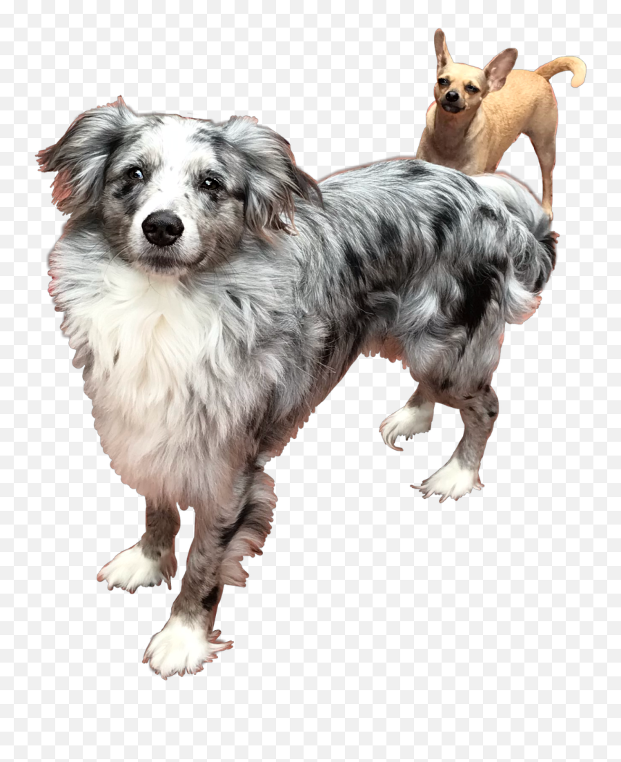 The Most Edited - Vulnerable Native Breeds Emoji,Australian Shepherd Emoji