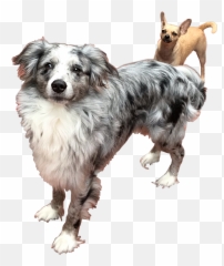 The Most Edited - Vulnerable Native Breeds Emoji,Australian Shepherd Emoji