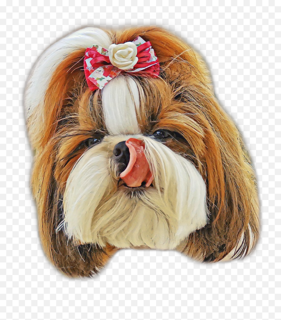 The Most Edited - Vulnerable Native Breeds Emoji,Shih Tzu Emoji