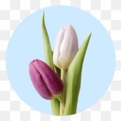 Neighborhood Grocery Store U0026 Pharmacy Giant Eagle - Lady Tulip Emoji,Chia Pet Emoji Retailers