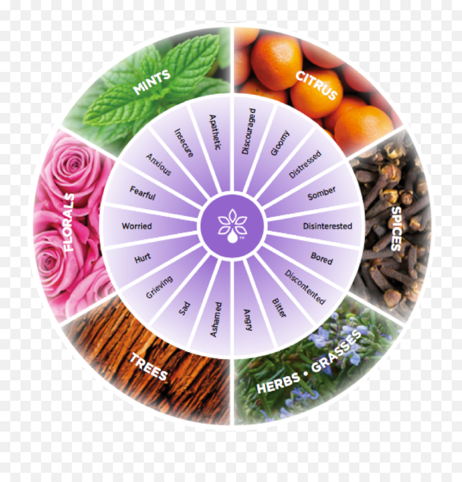 Emotional Touch Doterra Kit Png Image - Doterra Emotional Aromatherapy Pdf Emoji,Doterra Emotions Kit