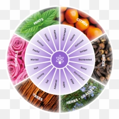 Emotional Touch Doterra Kit Png Image - Doterra Emotional Aromatherapy Pdf Emoji,Doterra Emotions Kit