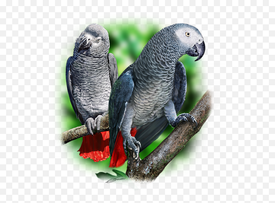African Grey Parrots A Kids T - Corel Graphics Parrrots Emoji,African Grey Sensitive Emotions
