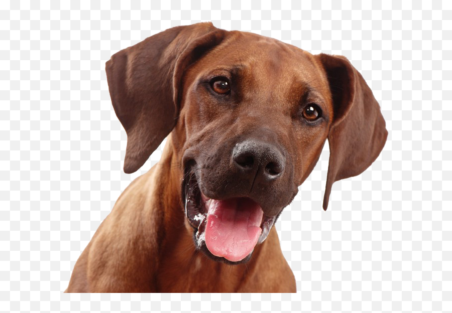 Dog Face Png 3 - Transparent Dogs Face Png Emoji,Vizsla Emoji
