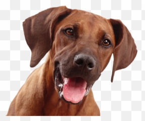 Dog Face Png 3 - Transparent Dogs Face Png Emoji,Vizsla Emoji