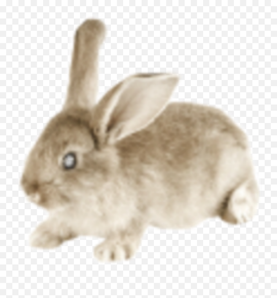 Bunny Tumblr Posted By Ryan Mercado - Cottagecore Bunny Transparent Emoji,Rabbit Emojis Tumblr