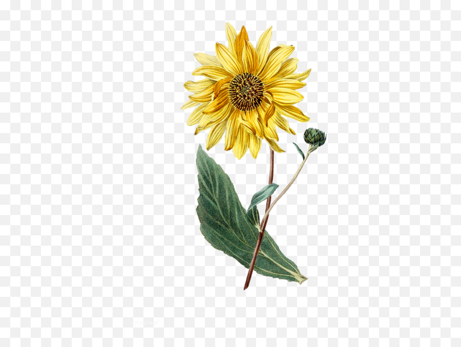 Tags - Low Free Png Images Starpng Botanical Illustration Sunflower Botanical Emoji,Hawaiian Flower Emoticon