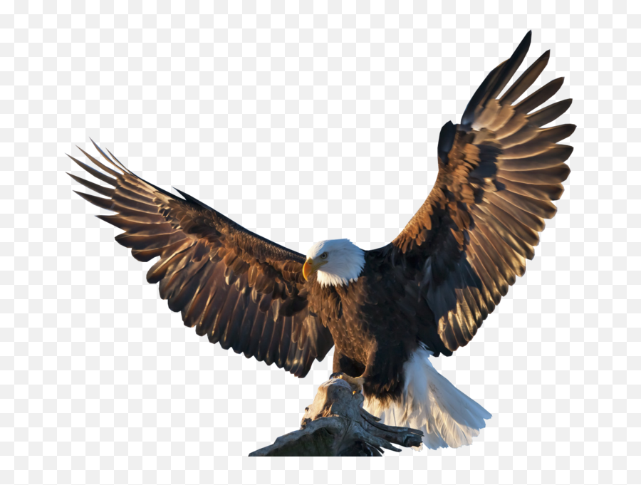 Bald Eagle - Eagle Bird Emoji,Bald Eagle Emoji