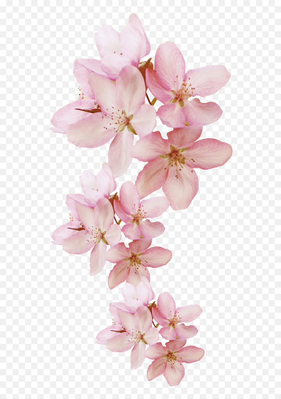 The Most Edited Objects Picsart - Little Pink Flowers Png Emoji,Emoticon With Floers