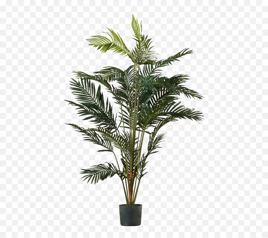 Palm Tree Png Image Transparent - Palm Tree Pot Plant Full Palm In Pot Png Emoji,Plant Emoji Transparent