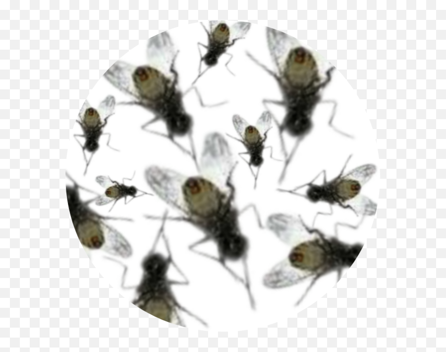 Creepy Bugs Flies Yucky Gross Circle - Parasitism Emoji,Yucky Emoji
