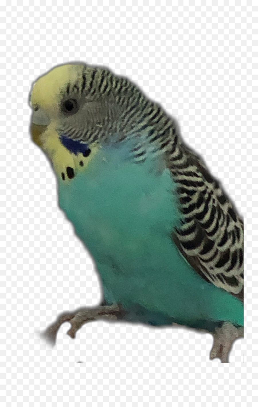 Discover Trending - Budgerigar Emoji,Parakeet Emoji