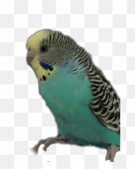 Discover Trending - Budgerigar Emoji,Parakeet Emoji