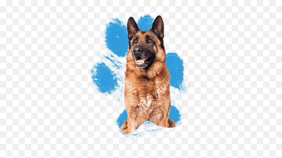 Bad To The Bone Or Misunderstood - Owczarek Niemiecki Na Biaym Tle Emoji,How To Tell German Shepherds Emotions By Their Ears