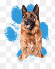 Bad To The Bone Or Misunderstood - Owczarek Niemiecki Na Biaym Tle Emoji,How To Tell German Shepherds Emotions By Their Ears
