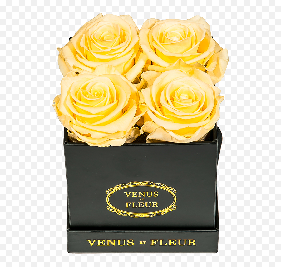 Le Petite Floral Eternity Rose Arrangements U2013 Venus Et Fleur - Decorative Emoji,Deep Emotions Roses
