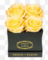 Le Petite Floral Eternity Rose Arrangements U2013 Venus Et Fleur - Decorative Emoji,Deep Emotions Roses