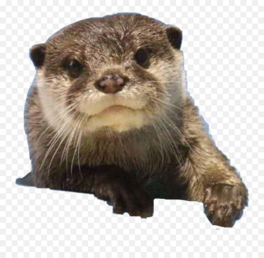 Otter Cute Otters Sticker - Cute Otter Transparent Background Emoji,Otter Emoji