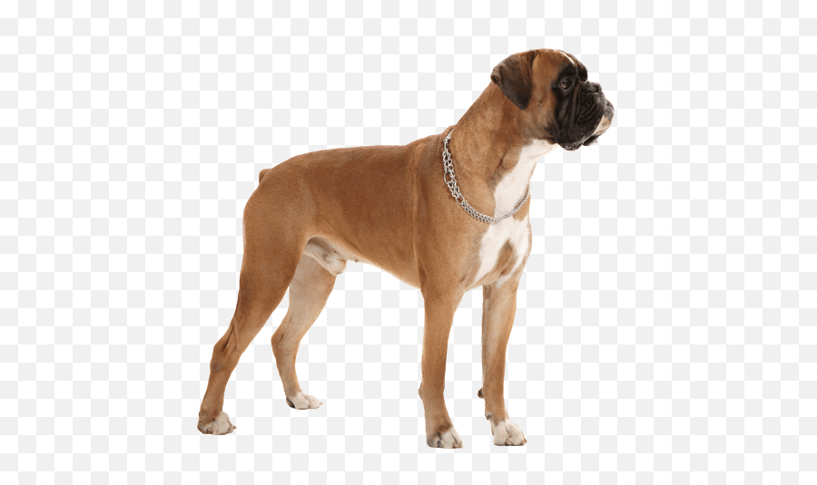 Boxer - Dog Png Transparent Background Boxer Puppy Transparent Emoji,African Wild Dog Ears Emotions