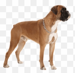 Boxer - Dog Png Transparent Background Boxer Puppy Transparent Emoji,African Wild Dog Ears Emotions