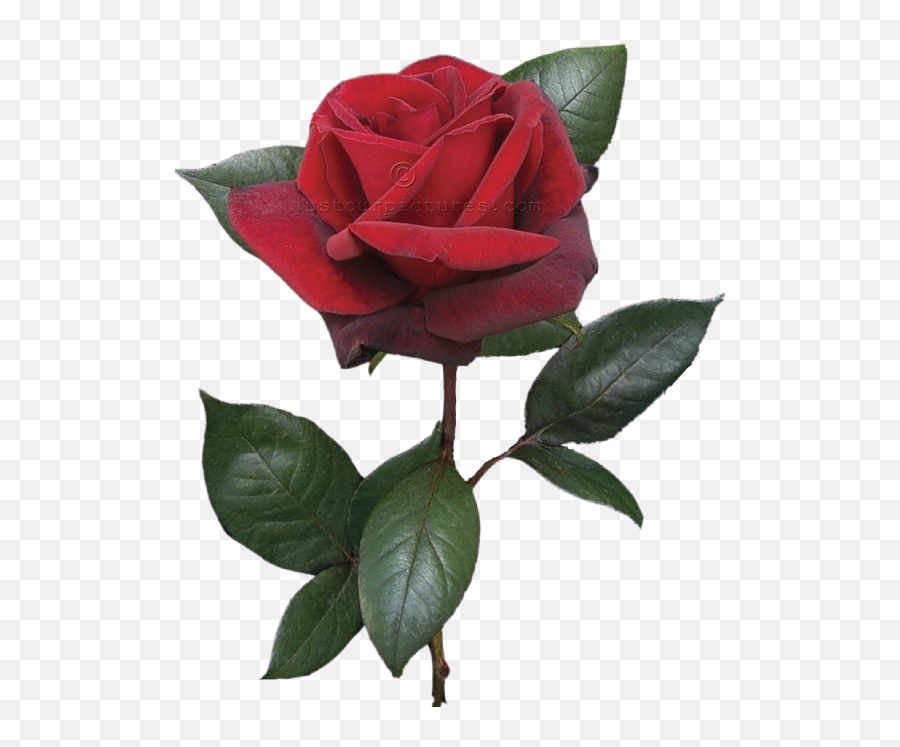 Red Rose - Rose With Stem Photography Emoji,Hold My Flower Emoji
