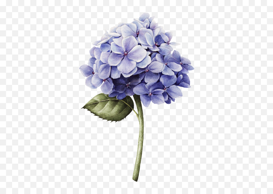 The Most Edited Objects Picsart - Hydrangea Transparent Background Emoji,Emoticon With Floers