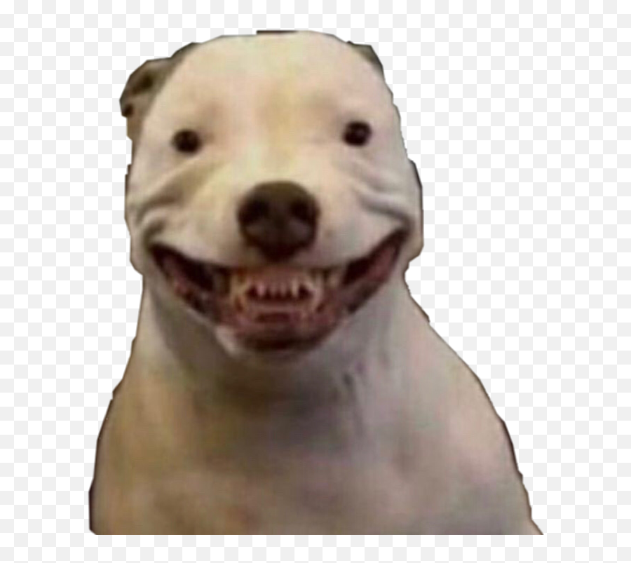 Smile Smilingdog Dog Sticker By Isabellaibarra - Walter Dog Meme Emoji,Smiling Dog Emoji