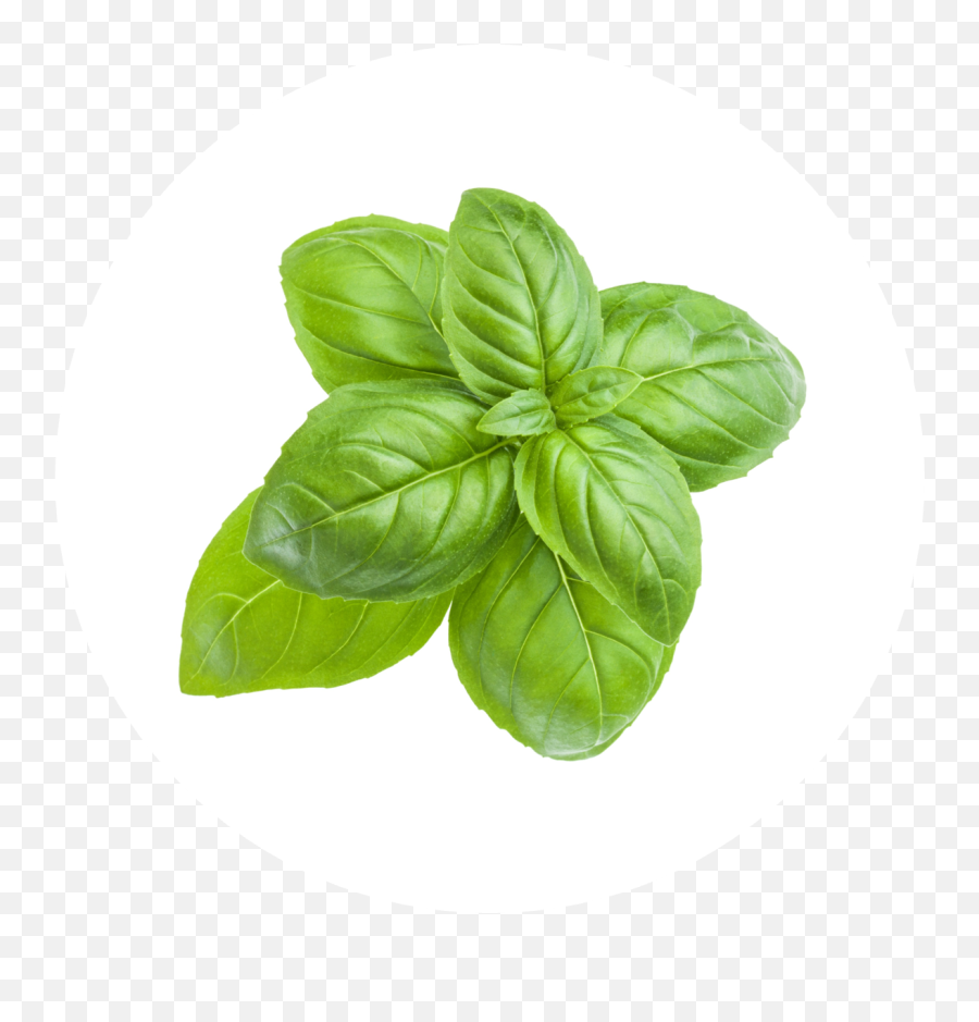 Eden Grow Tower Emoji,Basil Leaf Emoji