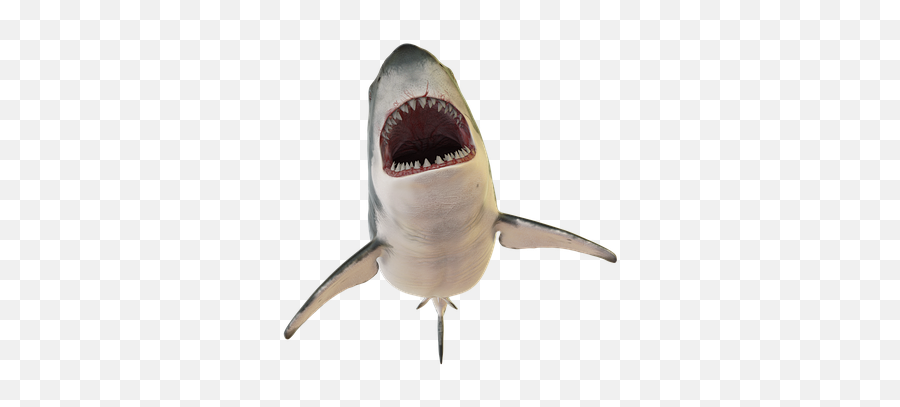 Free Shark Fish Illustrations - Sharks Emoji,Shark Emoji
