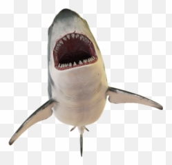 Free Shark Fish Illustrations - Sharks Emoji,Shark Emoji