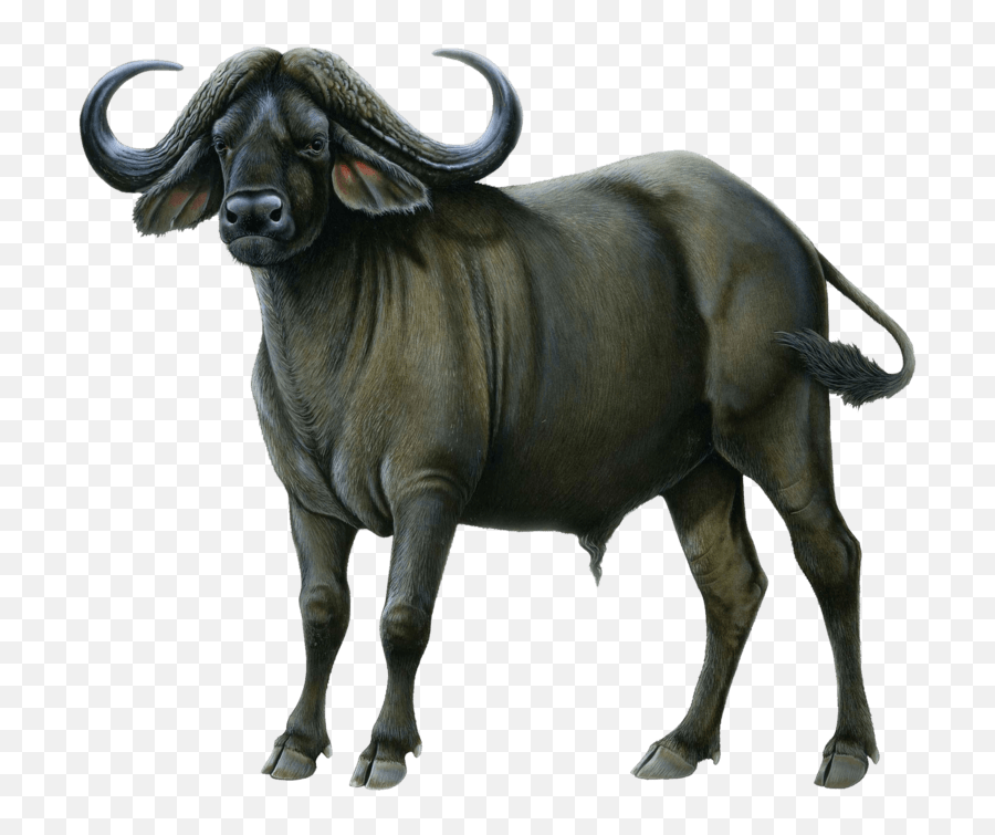 Free Png Download Buffalo Drawing Png - Buffalo Transparent Png Emoji,Buffalo Bills Emoji