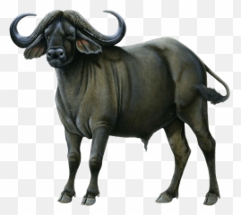 Free Png Download Buffalo Drawing Png - Buffalo Transparent Png Emoji,Buffalo Bills Emoji